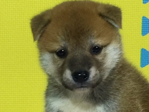 �Č��̎q���iID:1262511081�j��1���ڂ̎ʐ^/�X�V��:2016-08-09