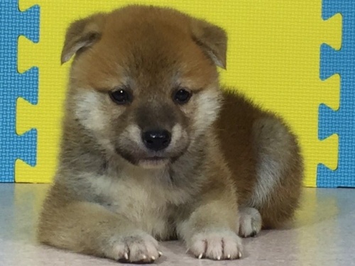 �Č��̎q���iID:1262511081�j��2���ڂ̎ʐ^/�X�V��:2016-08-09