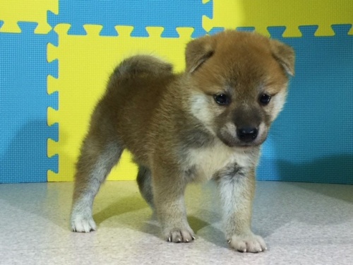 �Č��̎q���iID:1262511081�j��3���ڂ̎ʐ^/�X�V��:2016-08-09