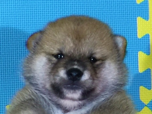 柴犬の子犬(ID:1262511082)の1枚目の写真/更新日:2016-08-10