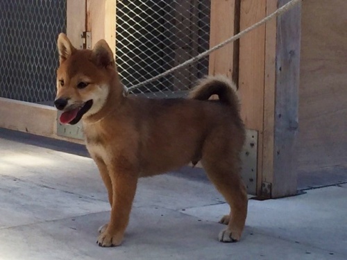 柴犬の子犬(ID:1262511083)の2枚目の写真/更新日:2016-08-11