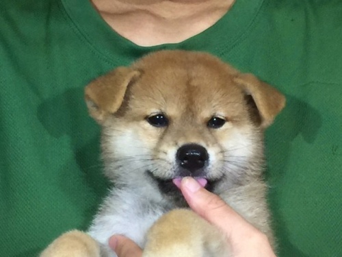 �Č��̎q���iID:1262511084�j��1���ڂ̎ʐ^/�X�V��:2016-08-11