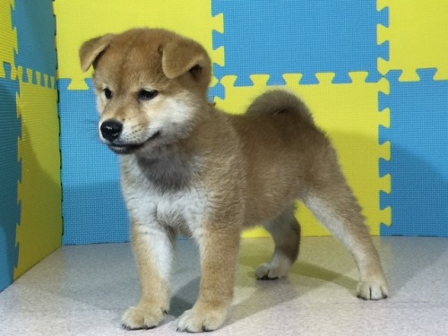 �Č��̎q���iID:1262511084�j��2���ڂ̎ʐ^/�X�V��:2016-08-11