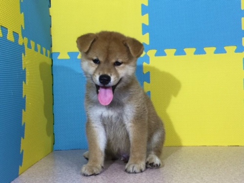 �Č��̎q���iID:1262511084�j��3���ڂ̎ʐ^/�X�V��:2016-08-11