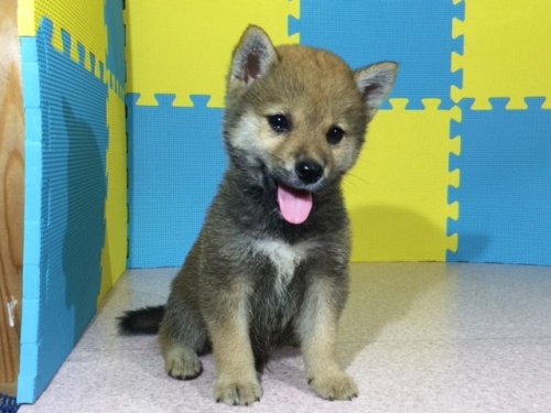 �Č��̎q���iID:1262511085�j��2���ڂ̎ʐ^/�X�V��:2016-08-11