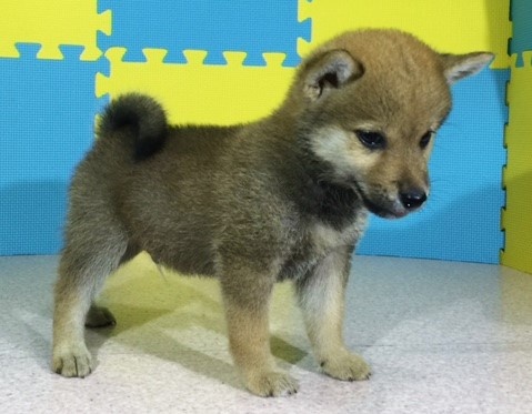 �Č��̎q���iID:1262511085�j��3���ڂ̎ʐ^/�X�V��:2016-08-11