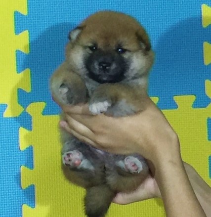 柴犬の子犬(ID:1262511086)の2枚目の写真/更新日:2016-08-12