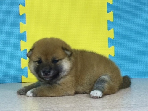 柴犬の子犬(ID:1262511086)の3枚目の写真/更新日:2016-08-12