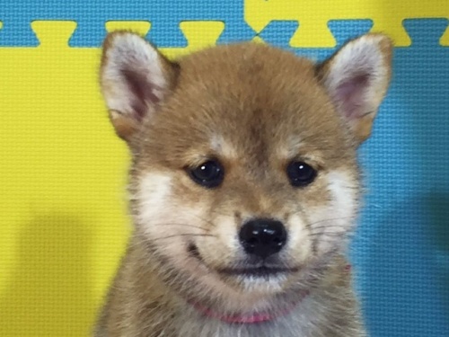 �Č��̎q���iID:1262511087�j��1���ڂ̎ʐ^/�X�V��:2016-08-25