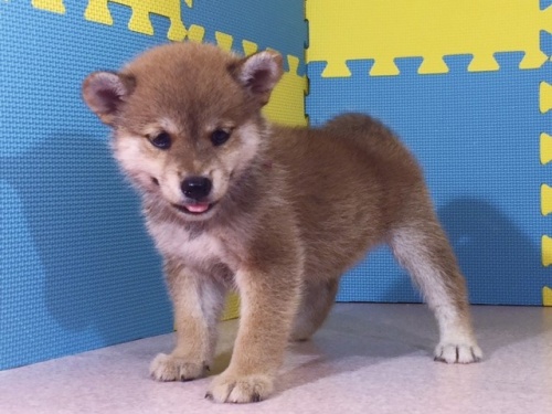 �Č��̎q���iID:1262511087�j��3���ڂ̎ʐ^/�X�V��:2016-08-25