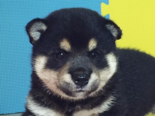 �Č��̎q���iID:1262511088�j��1���ڂ̎ʐ^/�X�V��:2016-08-25