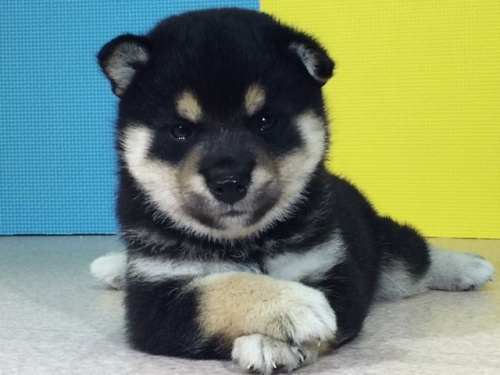 �Č��̎q���iID:1262511088�j��2���ڂ̎ʐ^/�X�V��:2016-08-25