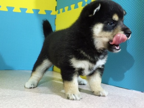 �Č��̎q���iID:1262511088�j��3���ڂ̎ʐ^/�X�V��:2016-08-25