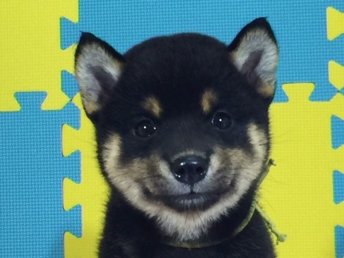 �Č��̎q���iID:1262511089�j��1���ڂ̎ʐ^/�X�V��:2016-08-24