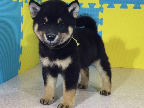 �Č��̎q���iID:1262511089�j��2���ڂ̎ʐ^/�X�V��:2016-08-24