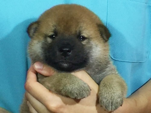 �Č��̎q���iID:1262511090�j��1���ڂ̎ʐ^/�X�V��:2016-08-15