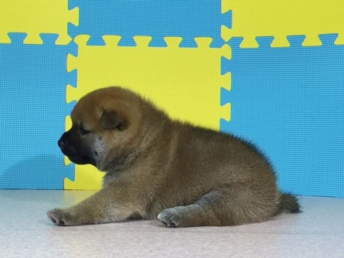 �Č��̎q���iID:1262511090�j��2���ڂ̎ʐ^/�X�V��:2016-08-15