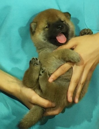 �Č��̎q���iID:1262511090�j��3���ڂ̎ʐ^/�X�V��:2016-08-15