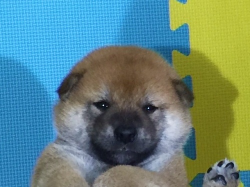 �Č��̎q���iID:1262511091�j��1���ڂ̎ʐ^/�X�V��:2016-08-15