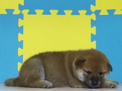 �Č��̎q���iID:1262511091�j��2���ڂ̎ʐ^/�X�V��:2016-08-15