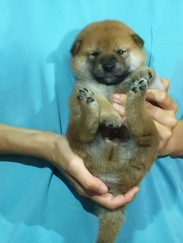 �Č��̎q���iID:1262511091�j��3���ڂ̎ʐ^/�X�V��:2016-08-15