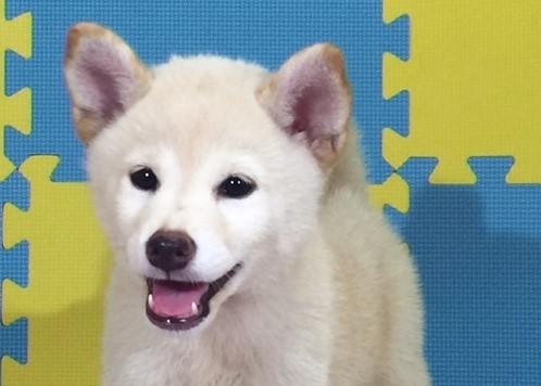 �Č��̎q���iID:1262511092�j��1���ڂ̎ʐ^/�X�V��:2016-09-02