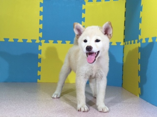 �Č��̎q���iID:1262511092�j��2���ڂ̎ʐ^/�X�V��:2016-09-02