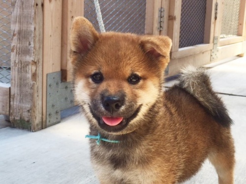 �Č��̎q���iID:1262511093�j��1���ڂ̎ʐ^/�X�V��:2016-08-16