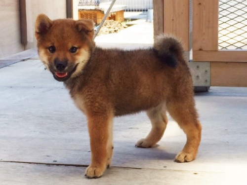 �Č��̎q���iID:1262511093�j��3���ڂ̎ʐ^/�X�V��:2016-08-16