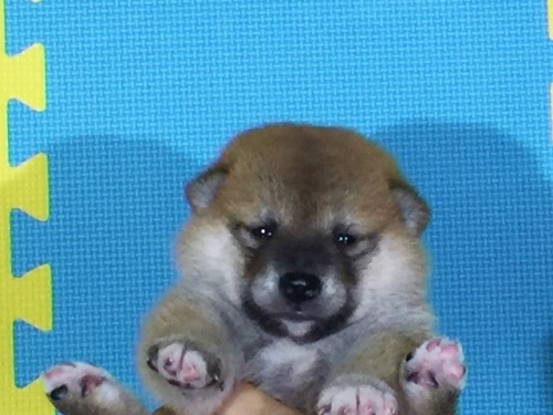 �Č��̎q���iID:1262511094�j��1���ڂ̎ʐ^/�X�V��:2016-08-16