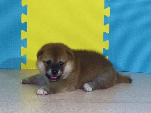 �Č��̎q���iID:1262511094�j��2���ڂ̎ʐ^/�X�V��:2016-08-16