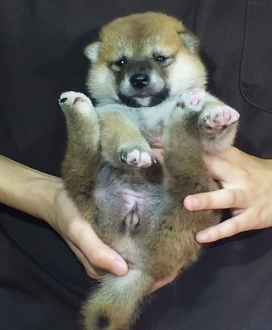 �Č��̎q���iID:1262511094�j��3���ڂ̎ʐ^/�X�V��:2016-08-16