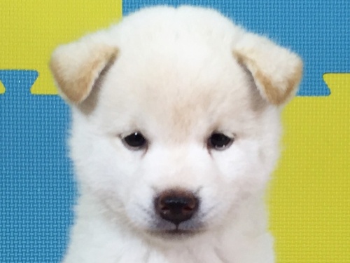 �Č��̎q���iID:1262511095�j��1���ڂ̎ʐ^/�X�V��:2016-09-01