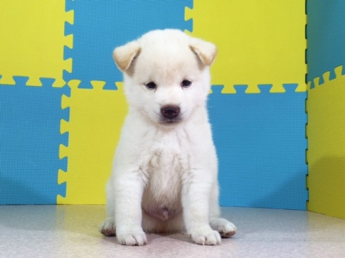 �Č��̎q���iID:1262511095�j��2���ڂ̎ʐ^/�X�V��:2016-09-01