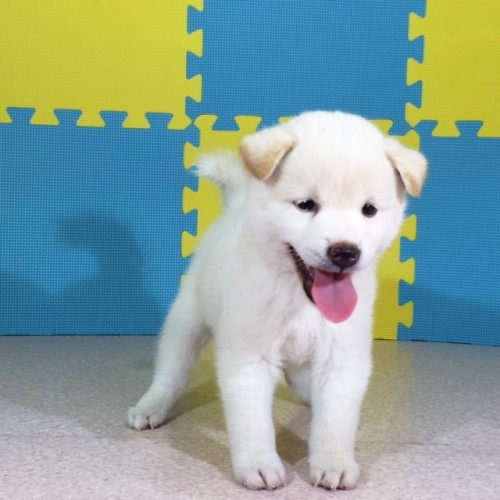 �Č��̎q���iID:1262511095�j��3���ڂ̎ʐ^/�X�V��:2016-09-01