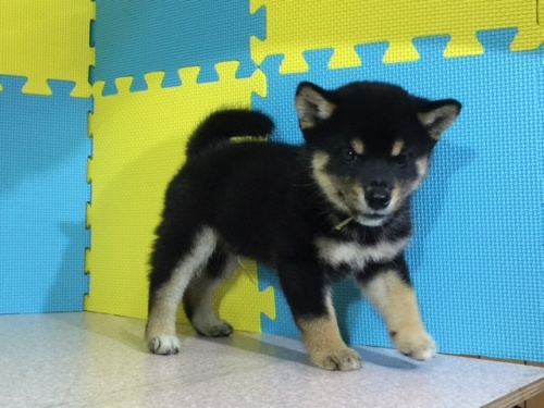 �Č��̎q���iID:1262511096�j��2���ڂ̎ʐ^/�X�V��:2016-08-17