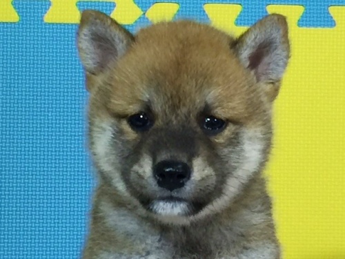 �Č��̎q���iID:1262511097�j��1���ڂ̎ʐ^/�X�V��:2016-08-18