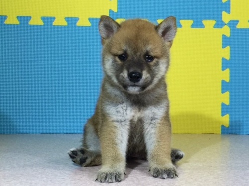 �Č��̎q���iID:1262511097�j��2���ڂ̎ʐ^/�X�V��:2016-08-18