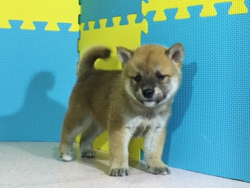 �Č��̎q���iID:1262511097�j��3���ڂ̎ʐ^/�X�V��:2016-08-18