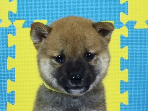 �Č��̎q���iID:1262511098�j��1���ڂ̎ʐ^/�X�V��:2016-08-18