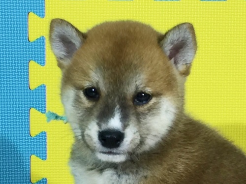 柴犬の子犬(ID:1262511099)の1枚目の写真/更新日:2016-08-18