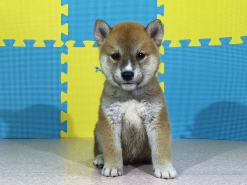 柴犬の子犬(ID:1262511099)の2枚目の写真/更新日:2016-08-18