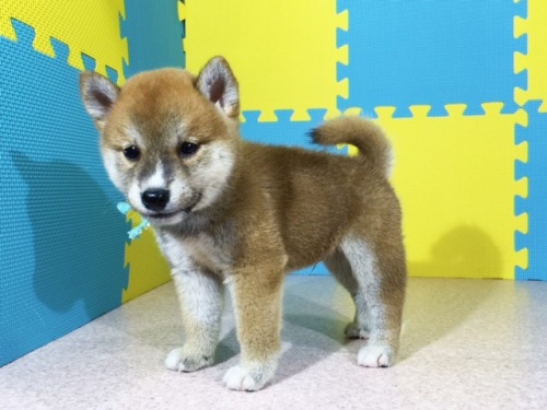 柴犬の子犬(ID:1262511099)の3枚目の写真/更新日:2016-08-18