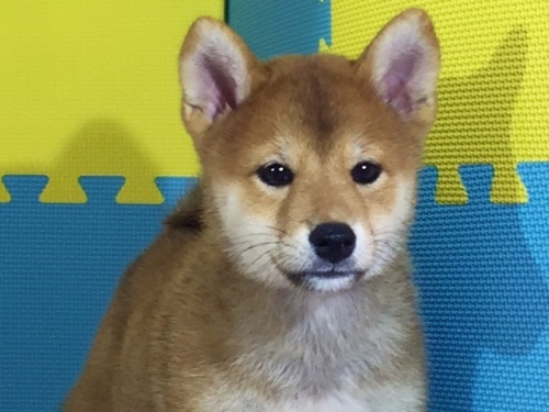 �Č��̎q���iID:1262511100�j��1���ڂ̎ʐ^/�X�V��:2016-08-31