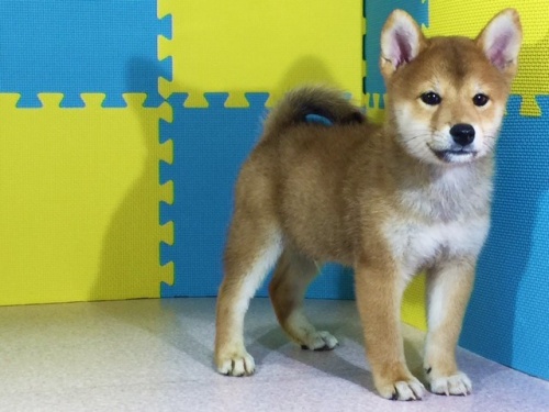 �Č��̎q���iID:1262511100�j��2���ڂ̎ʐ^/�X�V��:2016-08-31