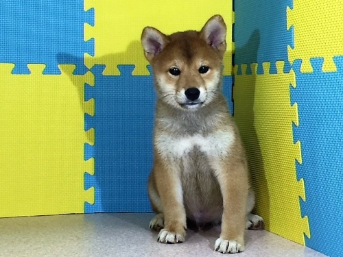 �Č��̎q���iID:1262511100�j��3���ڂ̎ʐ^/�X�V��:2016-08-31