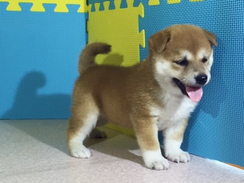 �Č��̎q���iID:1262511101�j��2���ڂ̎ʐ^/�X�V��:2016-08-22