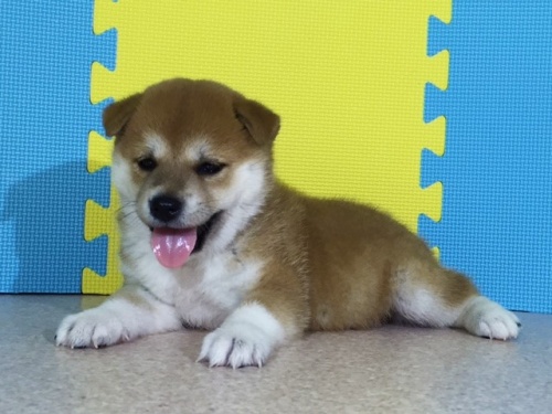 �Č��̎q���iID:1262511101�j��3���ڂ̎ʐ^/�X�V��:2016-08-22