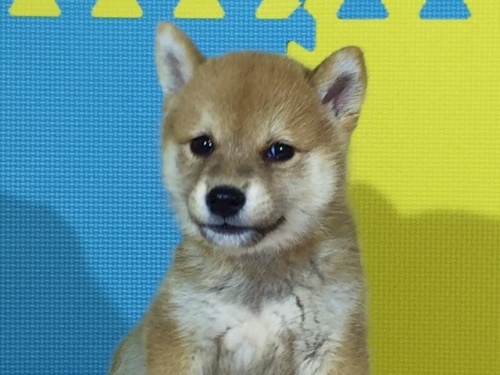 �Č��̎q���iID:1262511102�j��1���ڂ̎ʐ^/�X�V��:2016-08-24