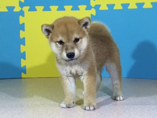 �Č��̎q���iID:1262511102�j��2���ڂ̎ʐ^/�X�V��:2016-08-24